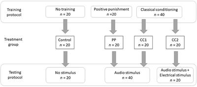 The Influence of Predictability and Controllability on Stress Responses to the Aversive Component of a Virtual Fence